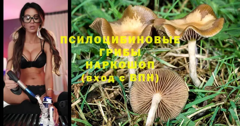 Галлюциногенные грибы Psilocybe  даркнет сайт  Рассказово 